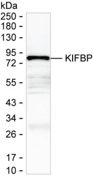 KIFBP